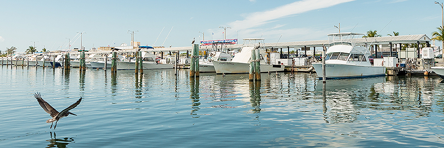 Brown pelican taking flight over the water beside a row of white sport-fishing boats at a marina dock.