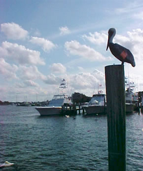 Sport fishing boats moored at a marina with a pelican perched on a dock piling.