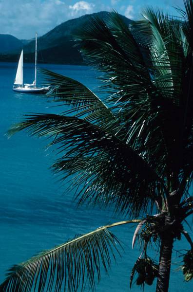A white sailboat anchored on turquoise water, framed by palm fronds with green hills in the background.
