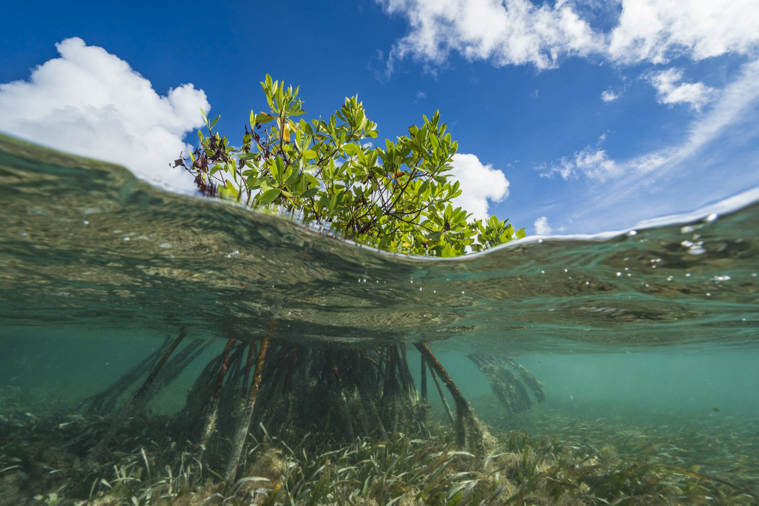 Split-level view of a young mangrove with exposed prop roots rising from seagrass beds in clear shallow water under a blue sky.