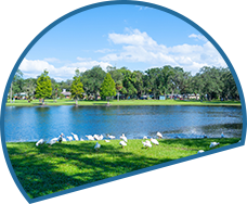 White pelicans resting on the grassy shore of a lake with trees and buildings beyond.