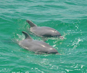 Two bottlenose dolphins surfacing in green coastal water.