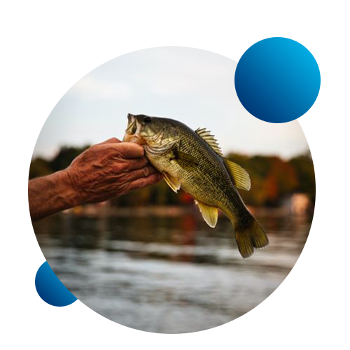 A largemouth bass held up by a weathered hand over a lake with autumn trees in the background.
