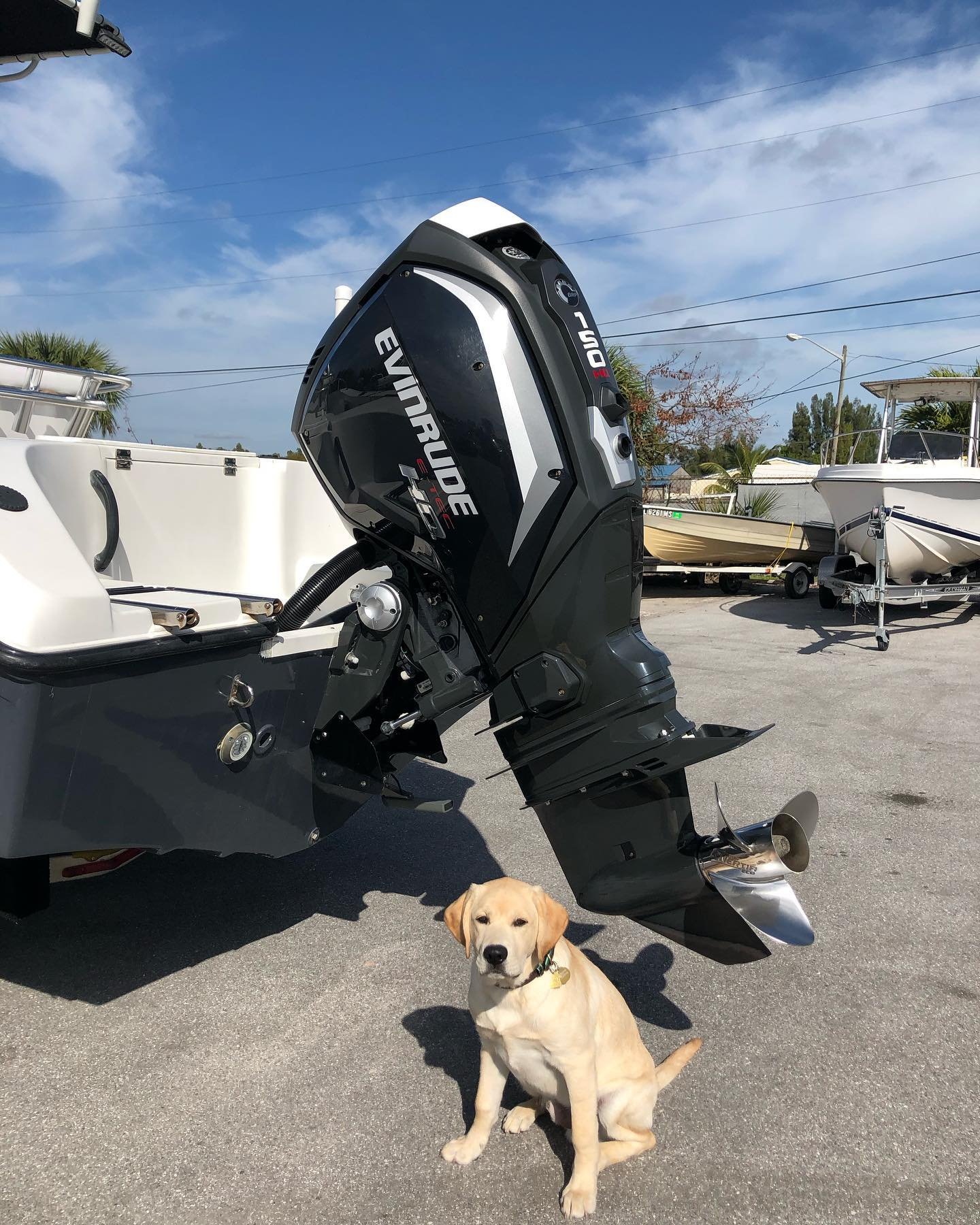 Evinrude E-TEC 150 outboard motor mounted on a center console boat at a boat yard, with a yellow Labrador puppy sitting in front.
