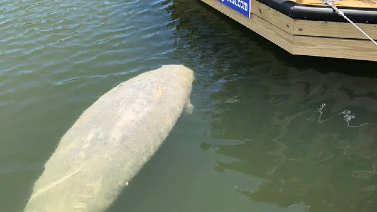 Manatee swimming alongside a wooden boat at a waterfront dock, with a partial blue sign visible on the boat.