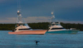 Two sport fishing boats with tall towers anchored on calm water near a mangrove shoreline.